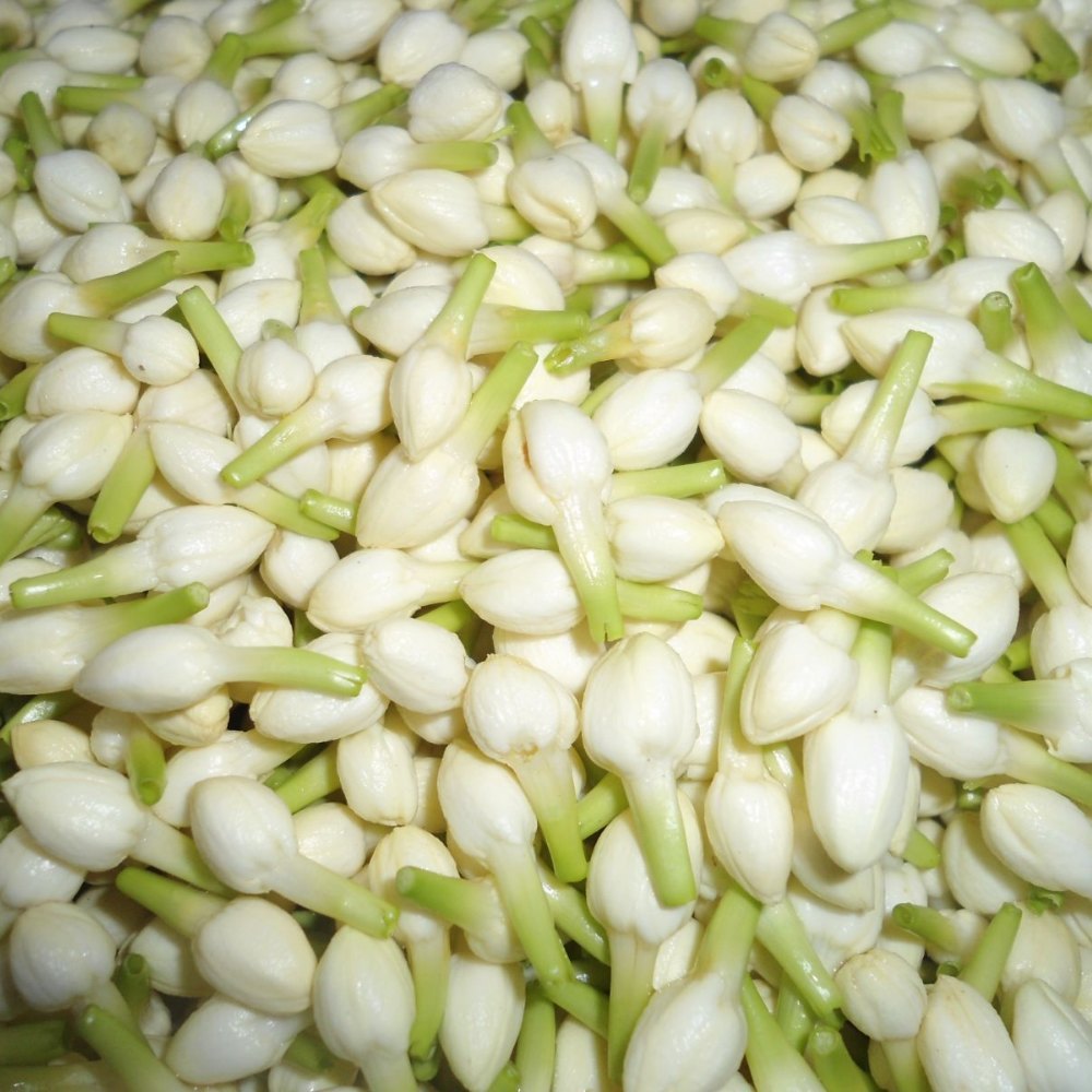 Jasmin Flower -2Kg pack