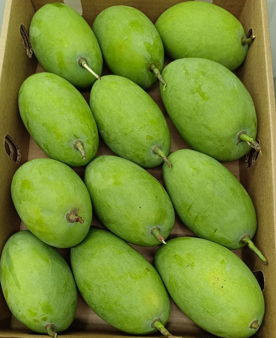 Mango-Chausa -3Kg pack