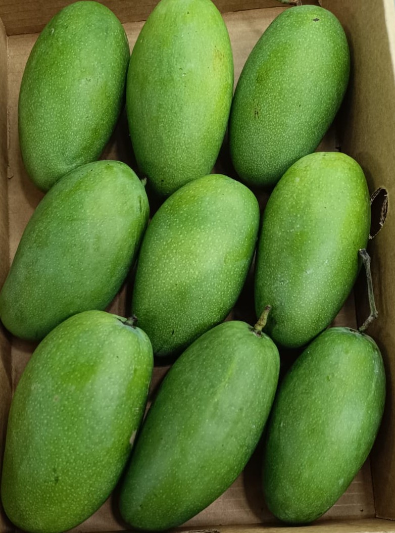 Mango-Dasheri (3Kg Pack)