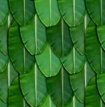 Banana Leaf - 4Kg Pack