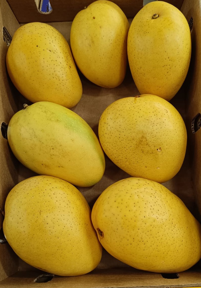 Mango-Badami/Banganpalli (1.5 Kg Pack)