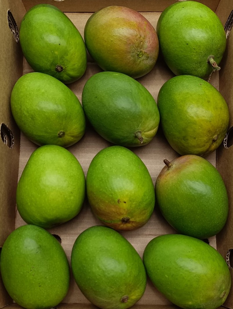 Mango-Alphonso (12 Pcs)
