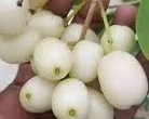 White Jamun - 1.5Kg Pack