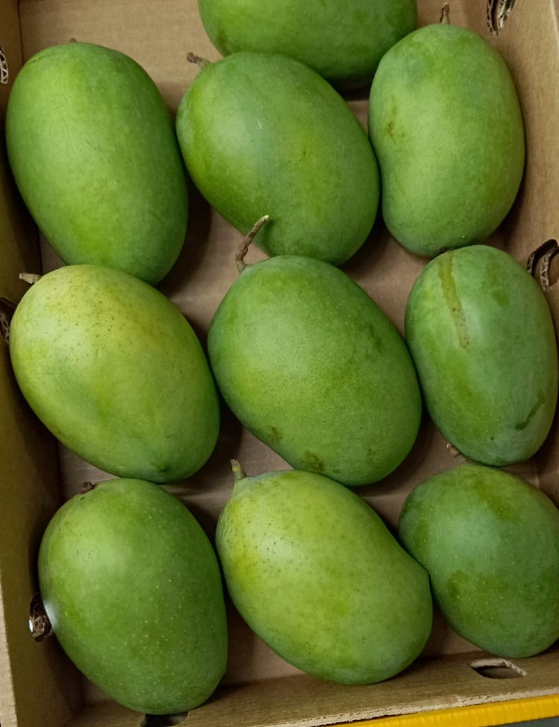 Mango-Langda (1.5Kg Pack)