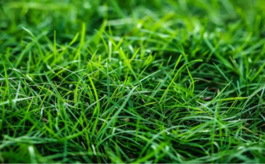 Durva (Doob) Grass - 3Kg
