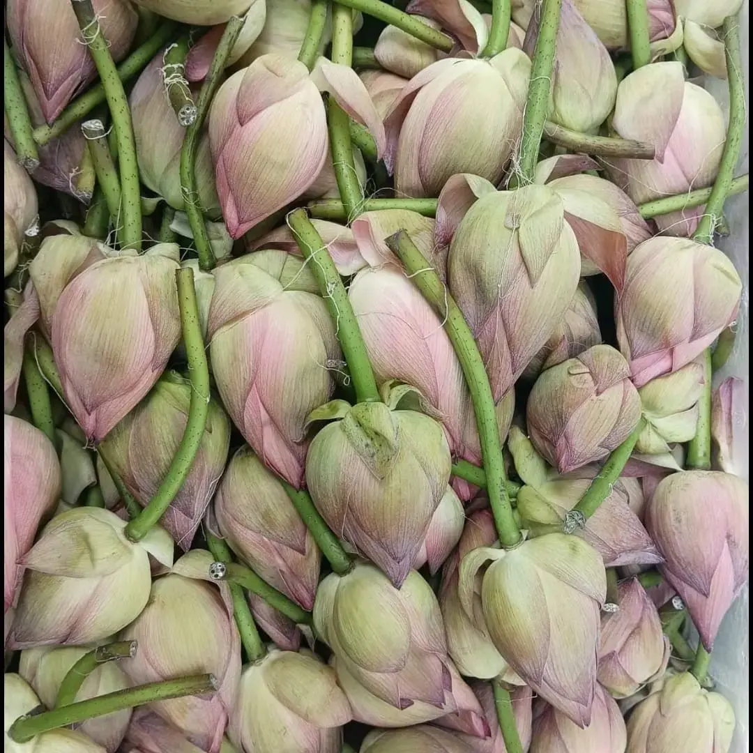 Lotus Flower - 4Kg