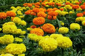 Marigold -4Kg Pack